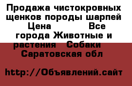 Продажа чистокровных щенков породы шарпей › Цена ­ 8 000 - Все города Животные и растения » Собаки   . Саратовская обл.